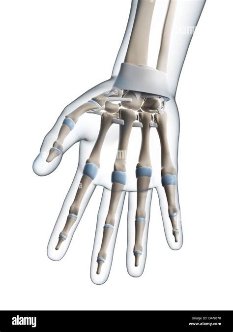 Human Skeletal Hand Stock Photo Alamy