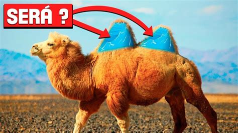 Porque Os Camelos Tem Corcovas Nas Costas Youtube