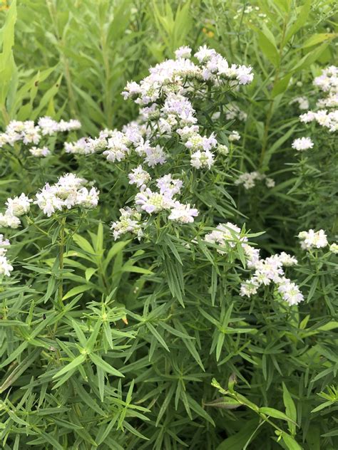 Wisconsin Wildflower Common Mountain Mint Pycnanthemum Virginianum