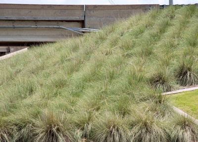 Selecting turfgrass involves choosing both an adapted grass species (e.g., bermudagrass, st. My Choice: Best Ornamental Grass - Neil Sperry's GARDENS
