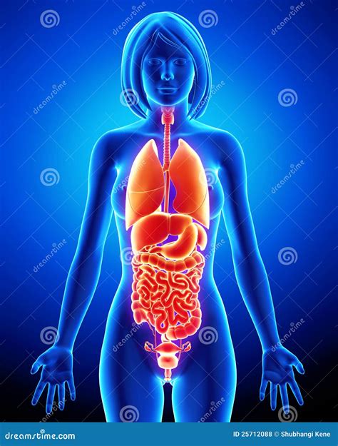 Illustration Of Womans Internal Organs Human Body Anatomy Vector