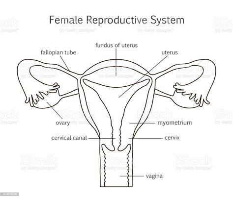 Female Reproductive System Line Icon Stock Illustration Download