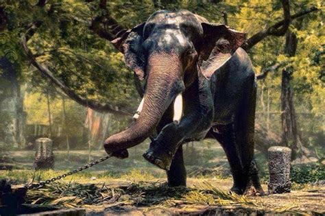 Guruvayoor Valiya Kesavan Kerala Elephant One Of The Majestic