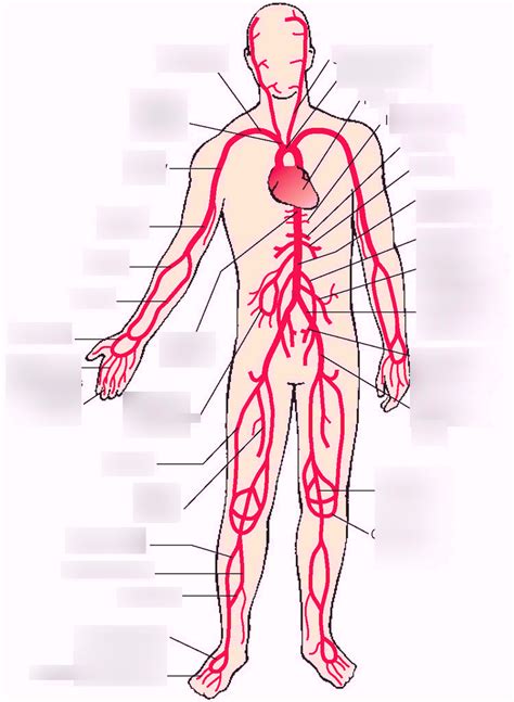 15 Major Veins Of The Body Diagram Robhosking Diagram