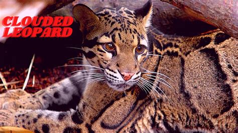 Clouded Leopard The State Animal Of Meghalaya🐯 Janiye Is Akarshak