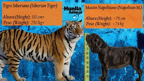 Tigre Siberiano VS Perros de Raza Grande Comparacion de tamaño YouTube