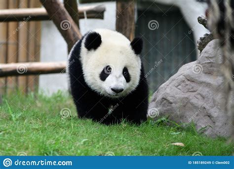 Cute Giant Panda Cub Stock Image Image Of Manyara Cute