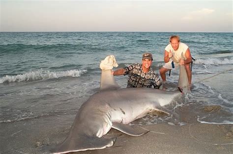 The biggest sharks are the largest fish in the world. The Biggest Sharks Ever Caught - The Active Times