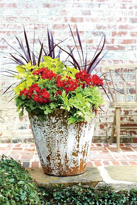 How To Plant And Care For Ivy Geraniums In Containers