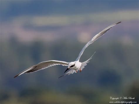 Forsters Tern By Mike Barth Birdguides