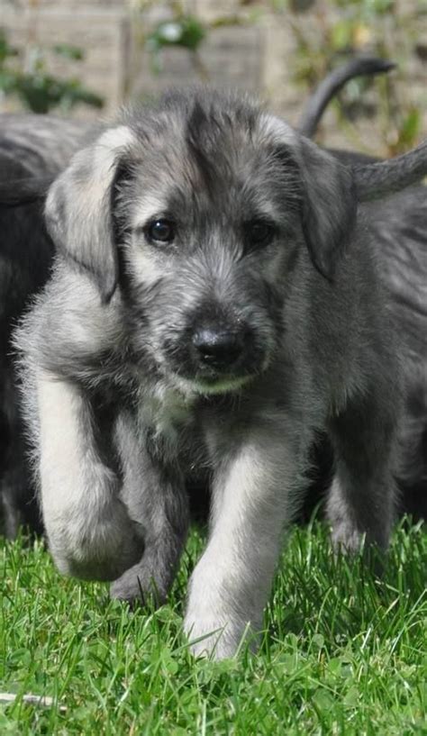 Irish Wolfhound Puppies From Heart Tested Parents Only Wolfhound