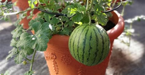 Growing Watermelon In Containers How To Grow Watermelon In Pot