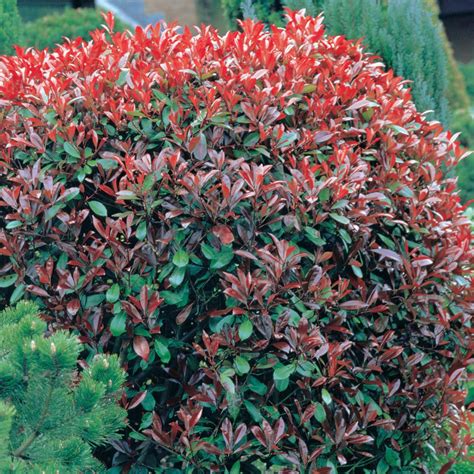 Photinia fraseri red robin with bright red leaves, a beautiful decorative wood, sets photinia fraseri 'red robin'. Photinia x fraseri 'Magical Volcano', Red Robin in ...
