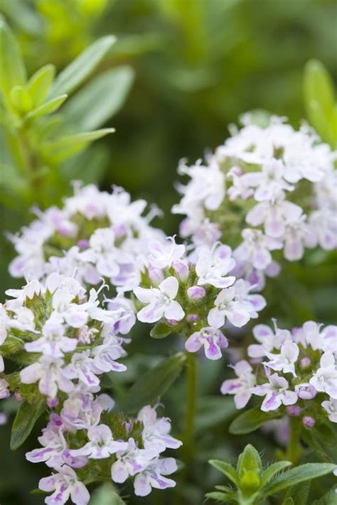 22 Best Ground Cover Plants Best Low Growing Perennial