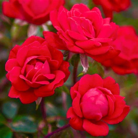 New Red Rose Plants For Sale Double Knock Out Rose Easy To Grow Bulbs