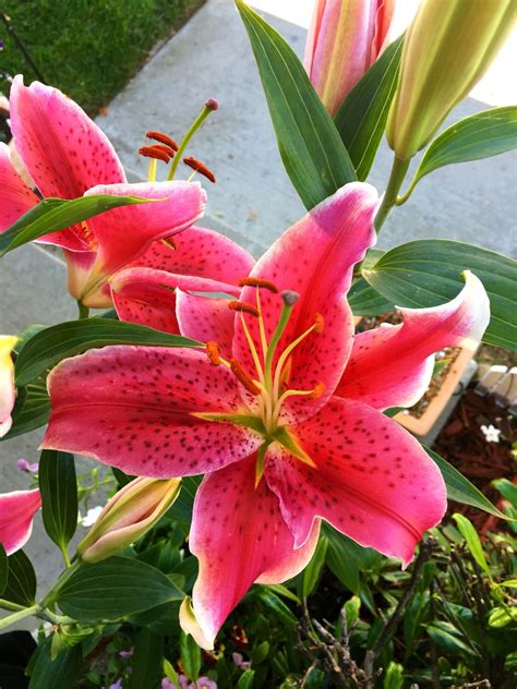 My Stargazer Lillies Growing In A Pot On My Front Porch They Are The