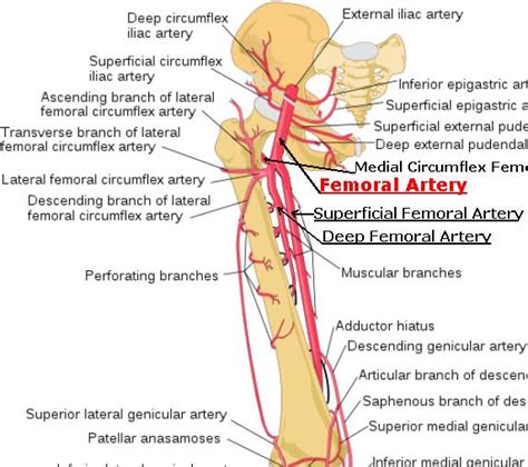 Superficial Femoral Artery Stepwards