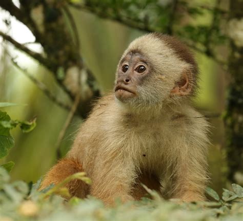 Cebus Albifrons White Fronted Capuchin Monkey