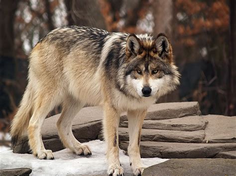 The Gop Wants To Make Sure The Mexican Gray Wolf Is A Real