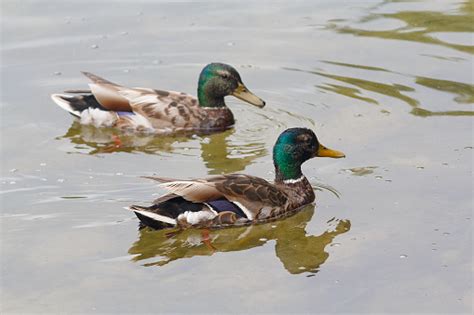 Two Ducks Are Swimming In The Pond Animals Stock Photo Download Image