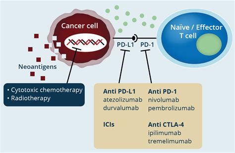 Immune Checkpoint Inhibitors A Review