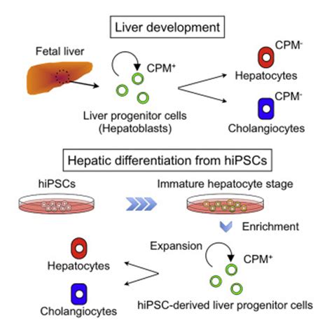 · contemporary methods of plant breeding · germplasm characterization and utilization · marker. CPM Is a Useful Cell Surface Marker to Isolate Expandable ...