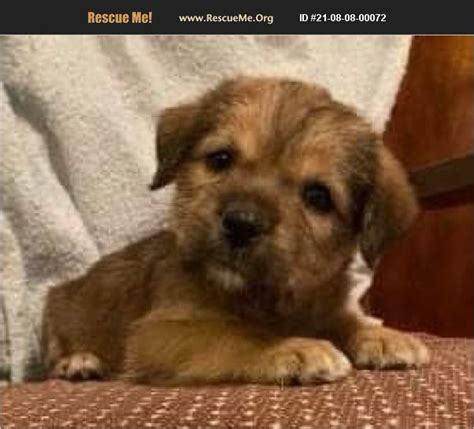 Adopt 21080800072 ~ Border Terrier Rescue ~ Kansas