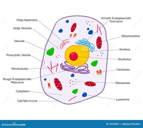 Animal Cell Structure Cross Section Of The Cell Detailed Colorful