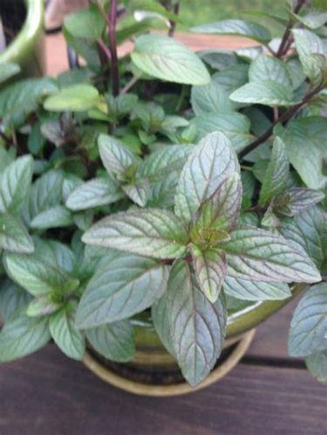 Chocolate Mint Live Plant 8 Inch Organic Free Ts Included Same