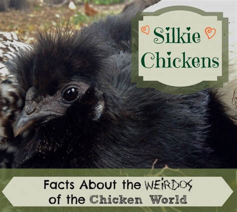 The Weirdos Of The Chicken World Silkie Chicken Facts Chicken Facts