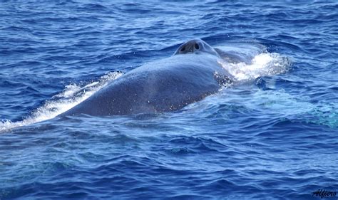 Balaenoptera Physalus Marine Biology Whale Animals Whales Animales