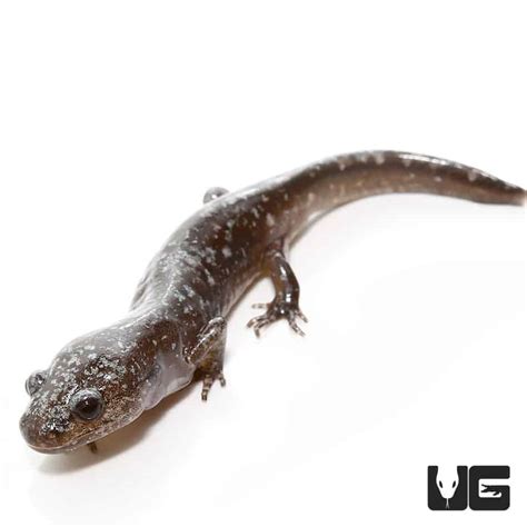 Baby Marbled Salamander Ambystoma Opacum For Sale Underground Reptiles