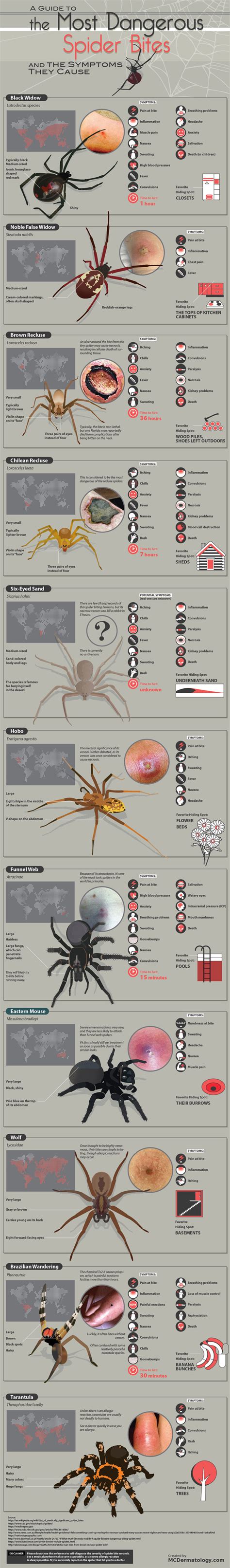The Most Dangerous Spider Bites Infographic Best Infographics