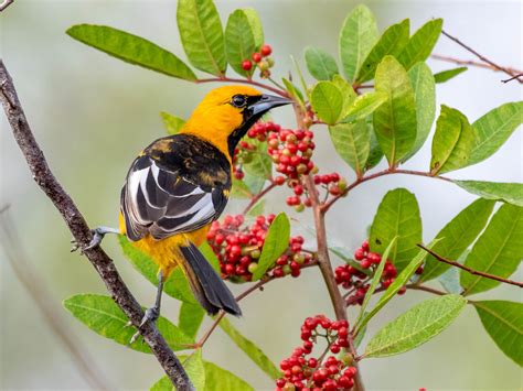 Spot Breasted Oriole Ebird