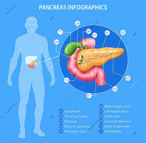 Realistic Pancreas Anatomy Infographics With Human Body Silhouette And