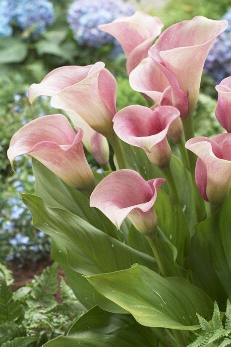 Lys Calla Pink Calla Lilies Calla Lily Lily Flower Exotic Flowers