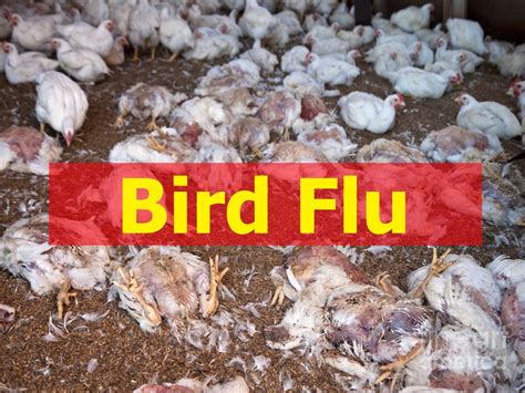 Bird Flu Fully Banned Chicken And Egg Sales In All 3 Delhi
