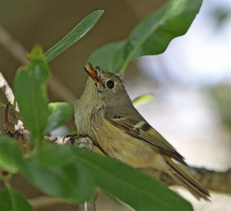 Pictures And Information On Ruby Crowned Kinglet