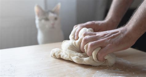 What About Cats And Bread Dough Seattle Area Feline Rescue