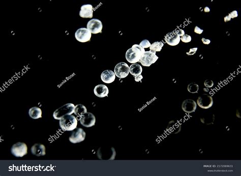 Silica Gel Beads On Black Background Stock Photo 2172069631 Shutterstock