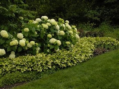 Find the perfect hydrangea border stock photos and editorial news pictures from getty images. Hydrangeas with hosta border--I like the idea of making ...