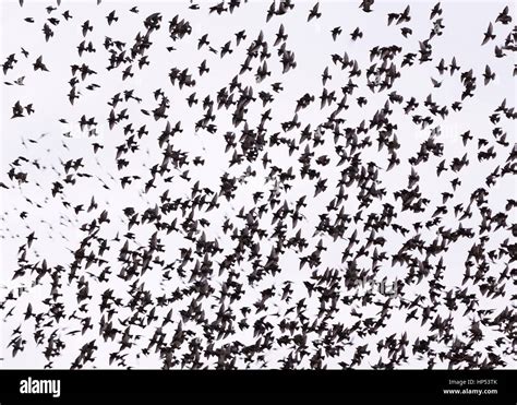 Starling Murmuration Birds Flying Against Sky Uk Stock Photo Alamy