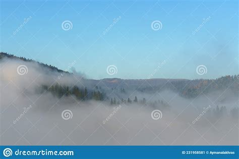 Aerial View Of Misty Pine Forest On Carpathian Mountains Stock Image
