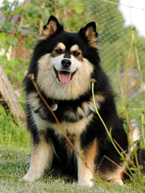 Finnish Lapphund I Love Dogs Dog Pictures Cute Dogs