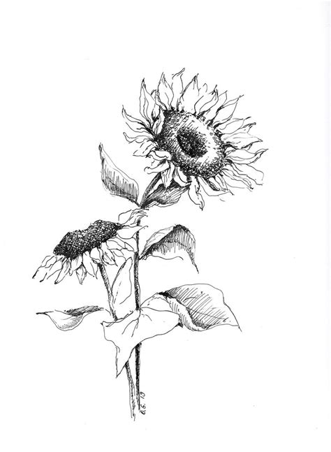 Dekor 101 apa sih bedanya kolase montase dan mosaik. Contoh Gambar Sketsa Bunga Matahari - Koleksi Gambar Bunga