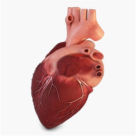 Human Heart By Giorgio91 High Resolution And Realistic Fully Detailed