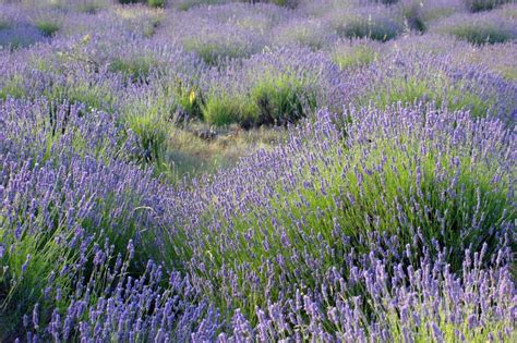 Lavender Field On A Mediterranean Wind Stock Image Image Of Hill
