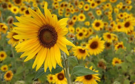 Free Download Sunflowers Desktop Backgrounds Sunflowers Photos