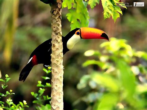 Amazon Rainforest Toucan Guide Discover Exotic Birdwatching Adventures