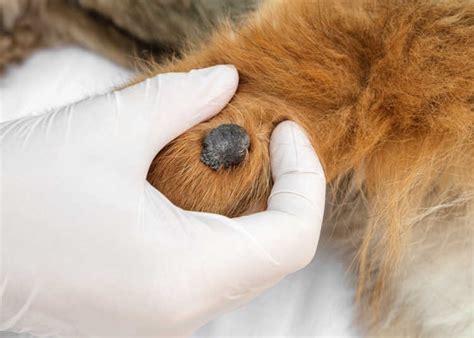 Dog Warts What They Look Like With Pictures And Vet Advice